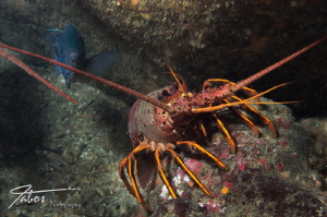 Lobster and Fish
at Conner‘s Reef, San Diego

Dove wit... by Michael Fabos 